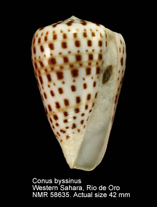 Conus byssinus.jpg - Conus byssinus(Röding,1798)